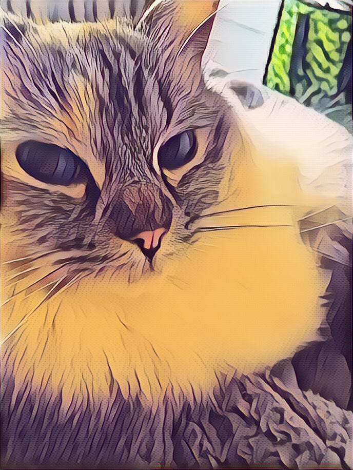 A close up of Pearl, a cute fluffy grey and white cat with blue eyes and and all knowing look to the camera. Green bag in the background. Stylised photo.