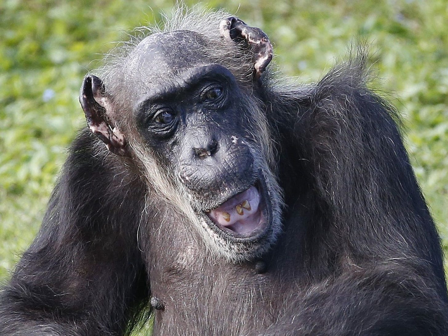 Zoo Animal Little Mama, World's Oldest Known Chimpanzee ...