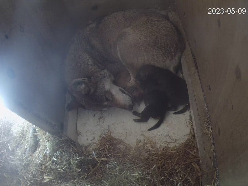 Endangered Red Wolf pups born at Roger Williams Park Zoo