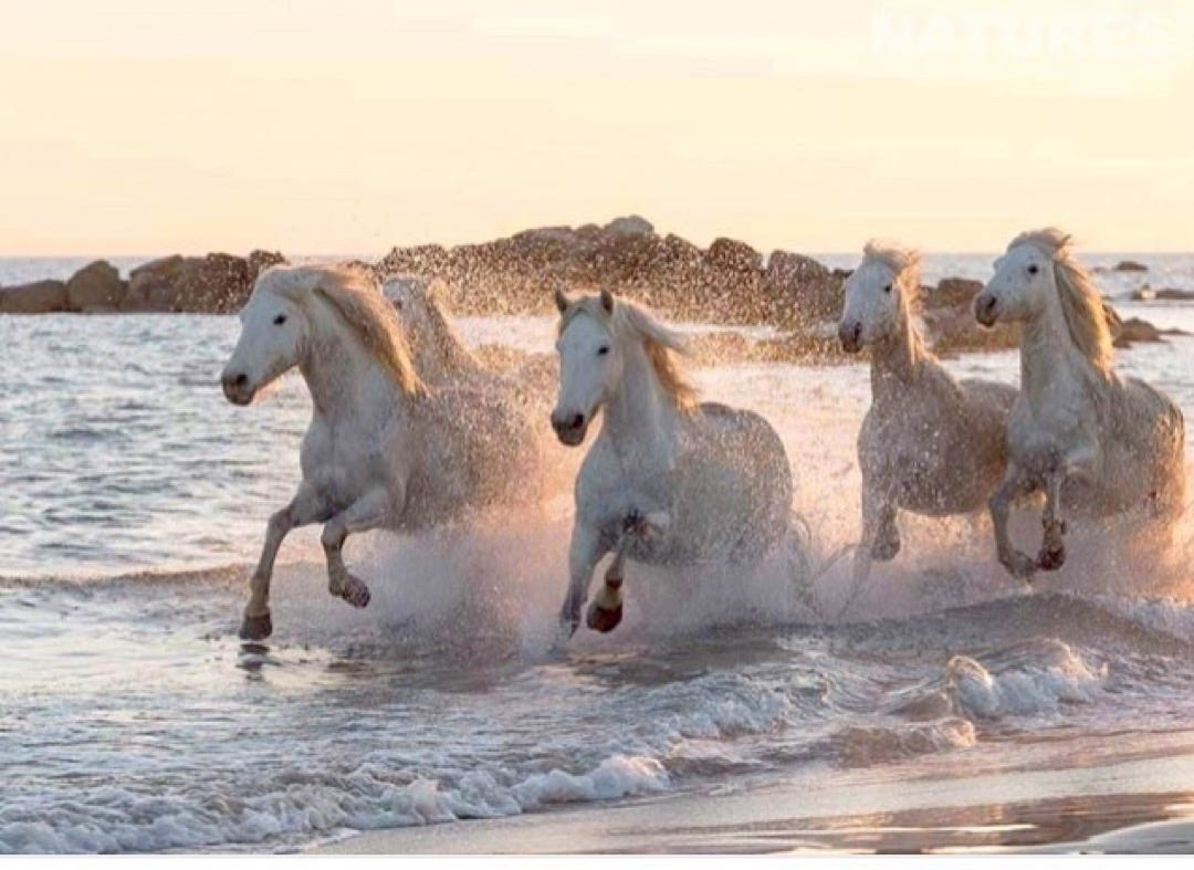  Wild horses on the beach in Devon. Photo from Natureslens.co.uk