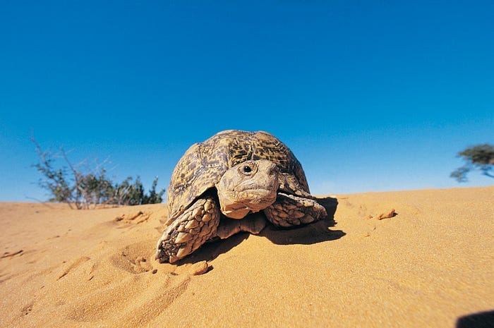 Turtle on a beach.