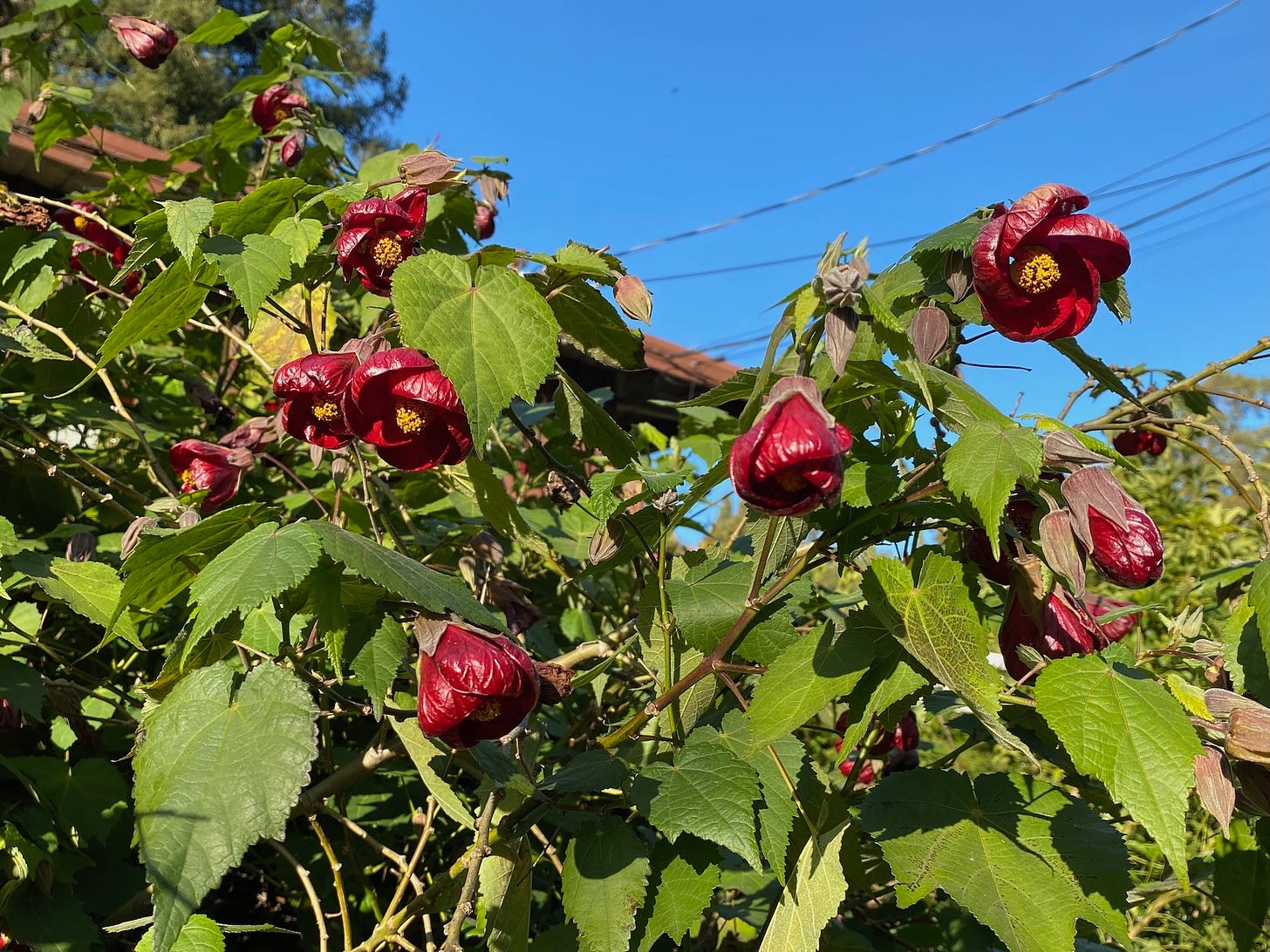 Red Abutilon Mill Valley California