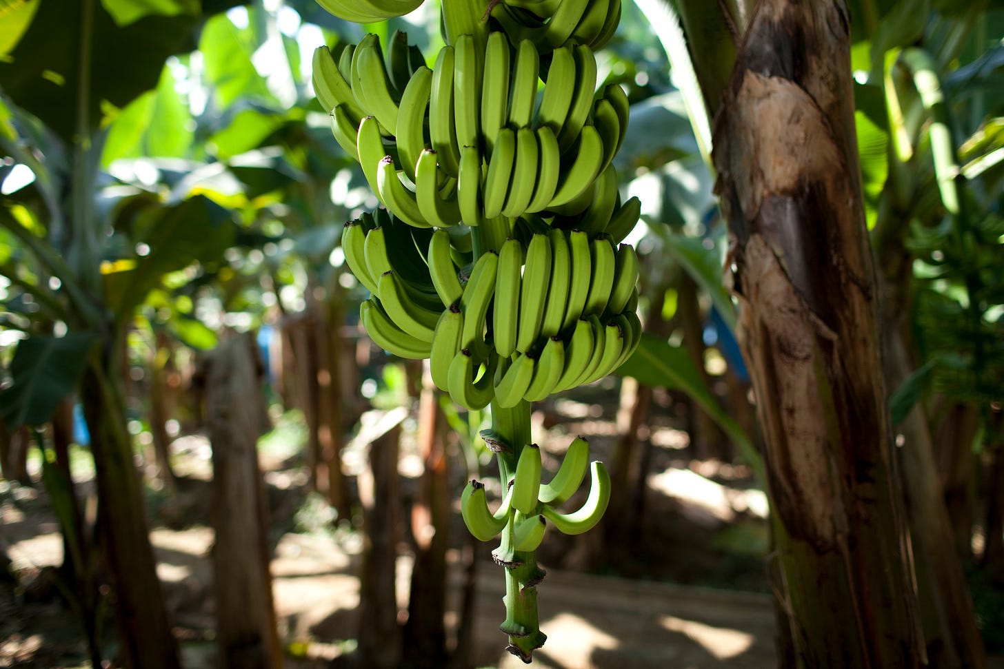 Cavendish bananas in Colombia.