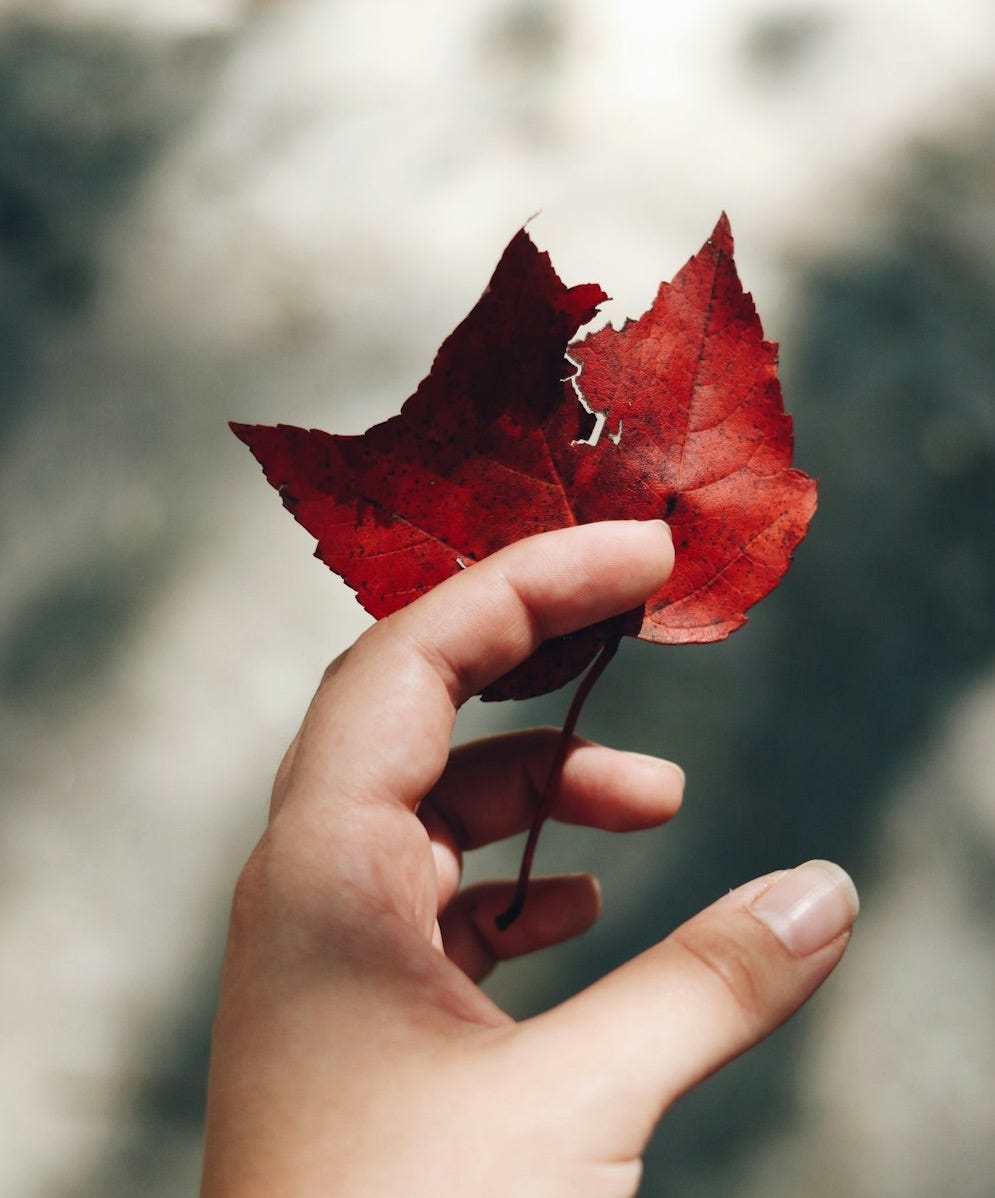 red maple leaf on persons hand