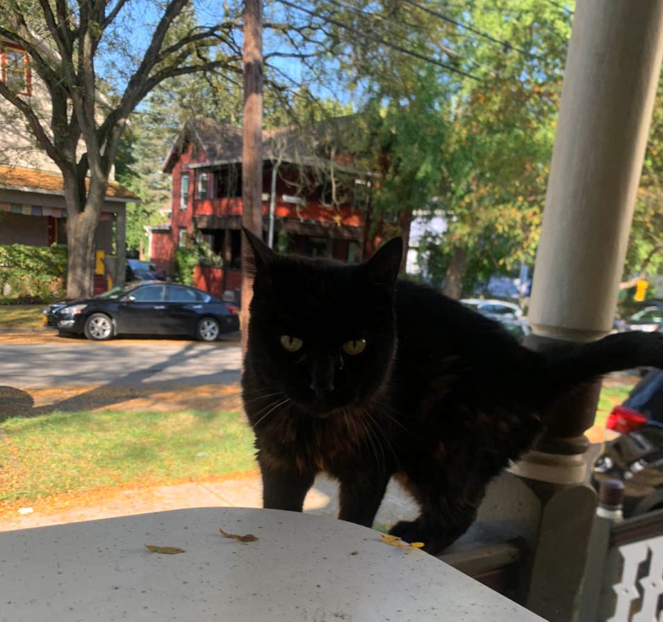 A very adorable black cat with green eyes and one white whisker stands on a porch railing over a table. You cna see houses and a street behind her.