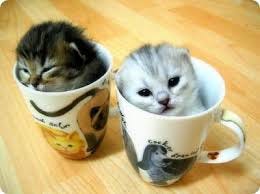 Image result for teacup cats and miniature cats Image result for teacup cats and miniature cats