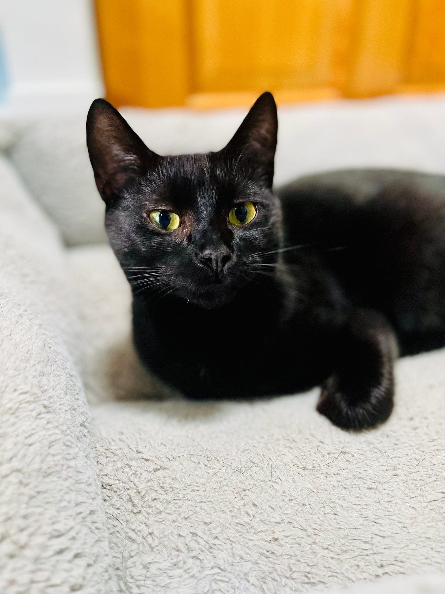 black cat on dog bed