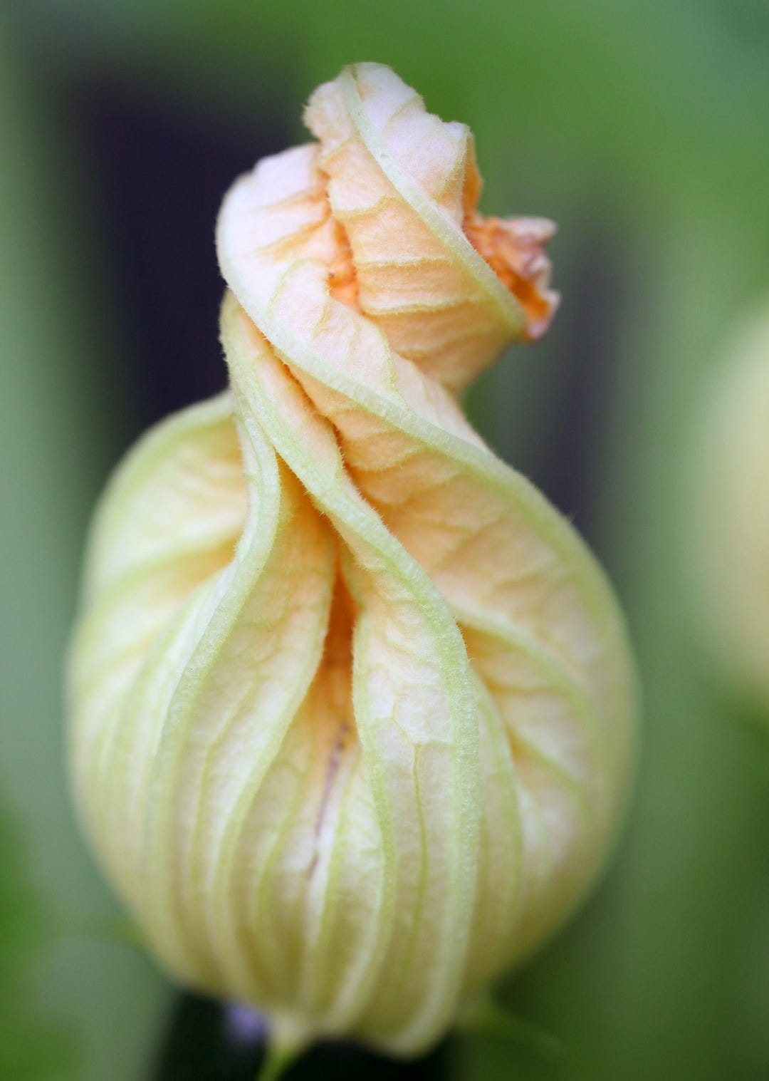 a close up of a flower with a blurry background a close up of a flower with a blurry background