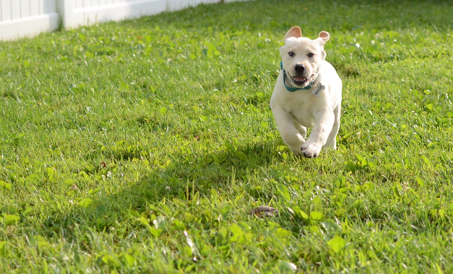 A yellow Labrador retriever runs enthusiastically through the grass.