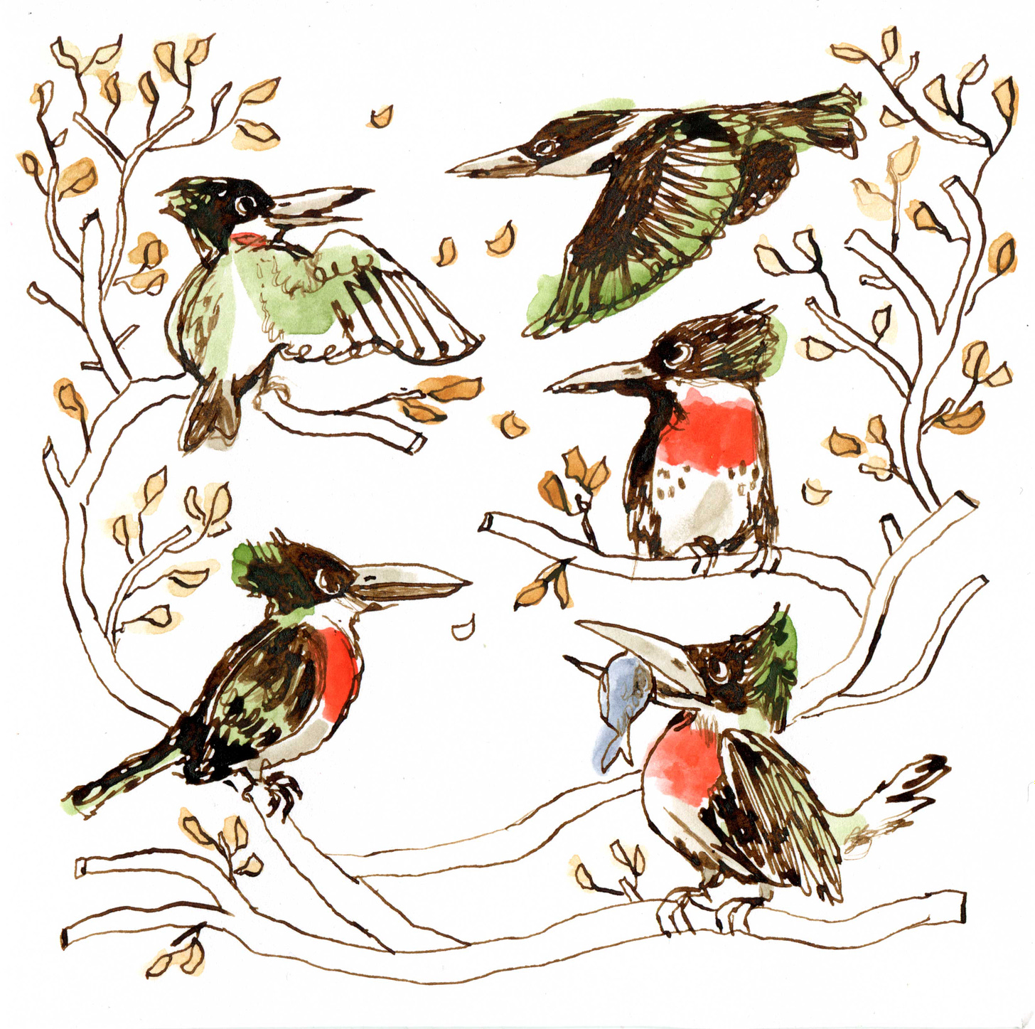 Kayla Stark bird illustration in the style of Hans Fischer