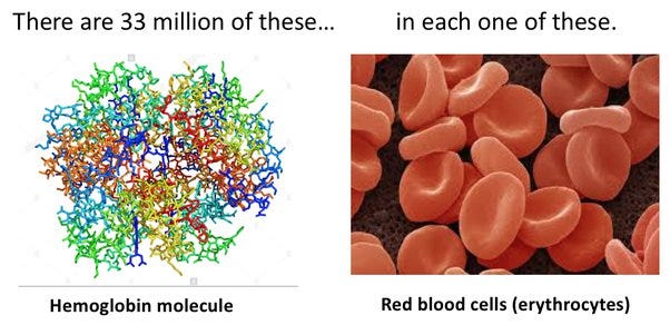 How to explain the formation of hemoglobin in red blood cells - Quora