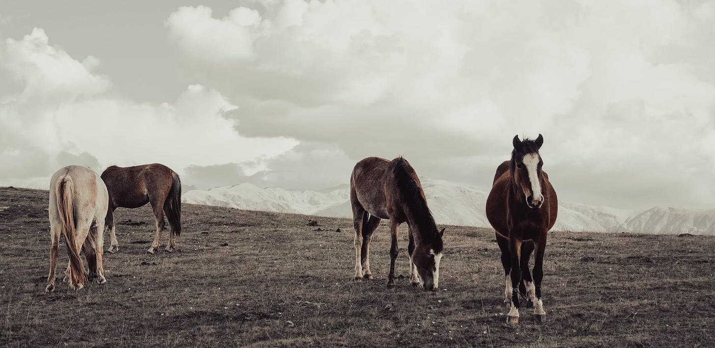 four horses grazing on a plain with mountains in the background.