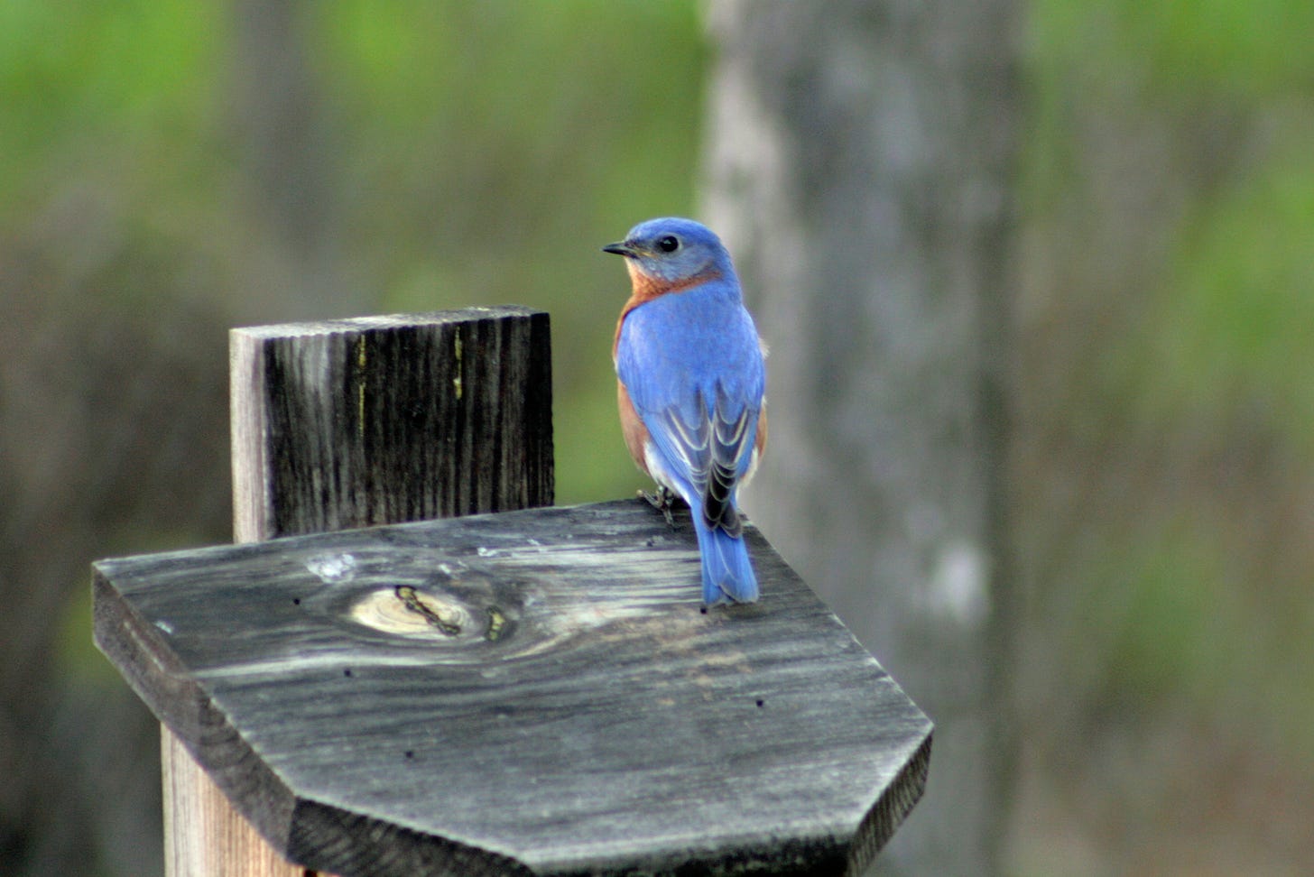 Bluebird on top of bird house.