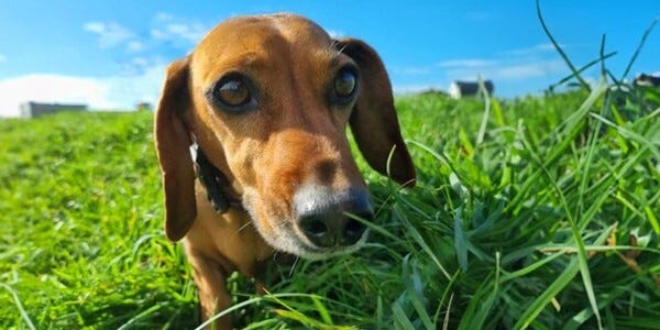 Small dog sniffing grass on a walk