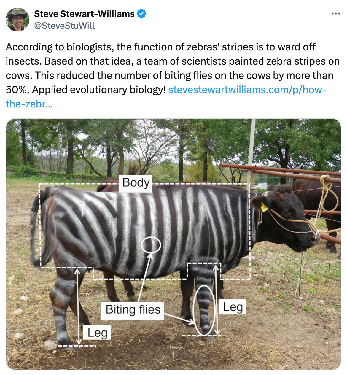 Post  See new posts Conversation Steve Stewart-Williams @SteveStuWill According to biologists, the function of zebras' stripes is to ward off insects. Based on that idea, a team of scientists painted zebra stripes on cows. This reduced the number of biting flies on the cows by more than 50%. Applied evolutionary biology! https://stevestewartwilliams.com/p/how-the-zebra-got-its-stripes-and