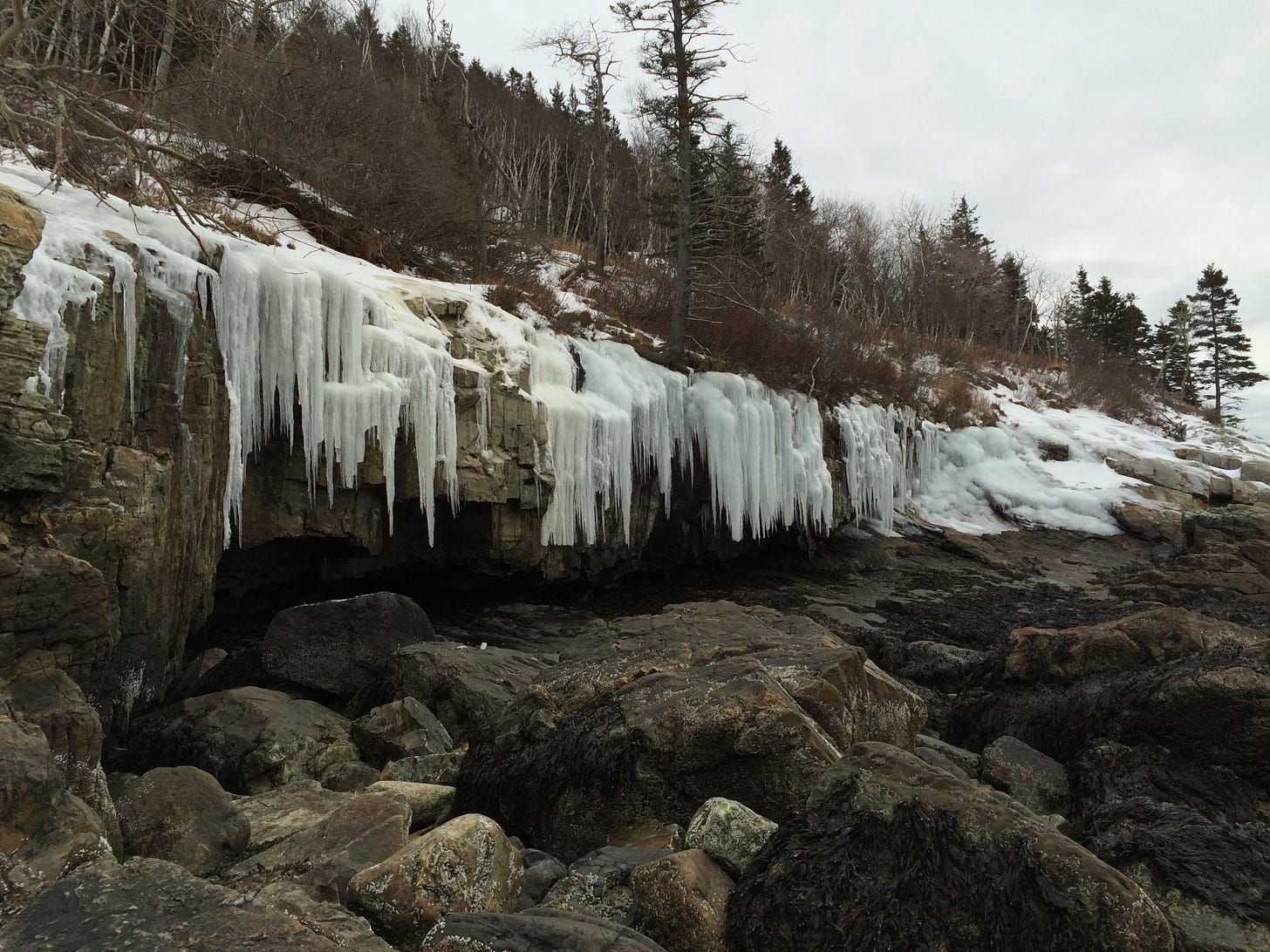 Ice hangs over rocks at Acadia National Park, with birch and pines in background.