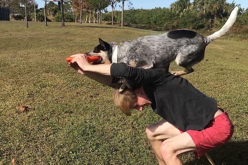 Scout the Australian cattle dog leaps on top of her human's back to grab the dog frisbee he is holding