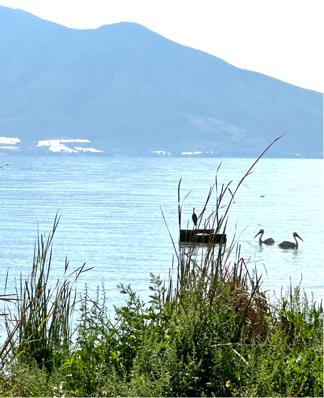 Pelicans on a lake with mountains