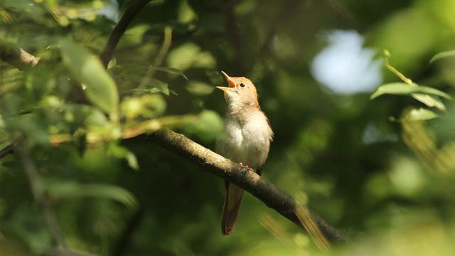 Foto van een nachtegaal die op een tak zit in een groene takrijke omgeving. De vogel heeft zijn snavel open en kijkt links boven het beeld uit.