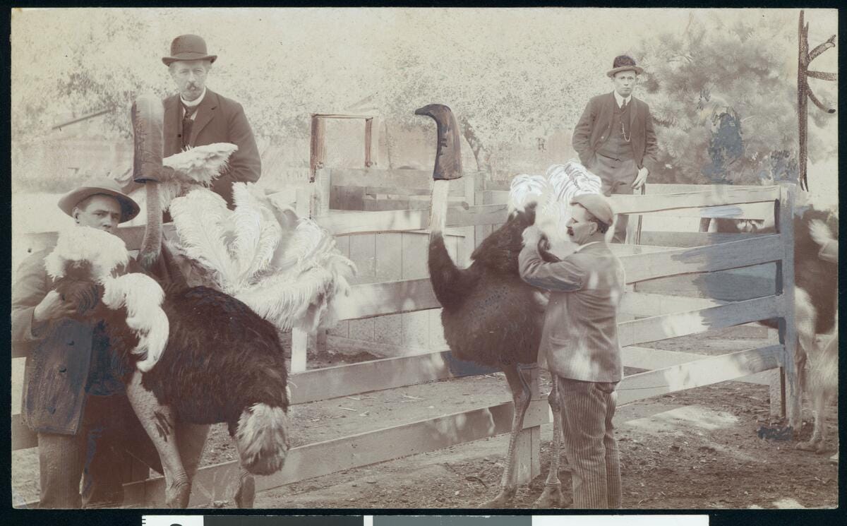 Photograph of men caring for ostriches at an Ostrich Farm in California, ca.1900. A man in a jacket and hat stands on the left with an ostrich just to the right of him and an older man behind the light fence. The first man extends the lightly-colored feathers out to the ostrich's sides while another man does the same to another ostrich at center. Both ostriches can be seen with darkly-colored slips over their heads while a man in a suit stands behind several fences in the top right corner.