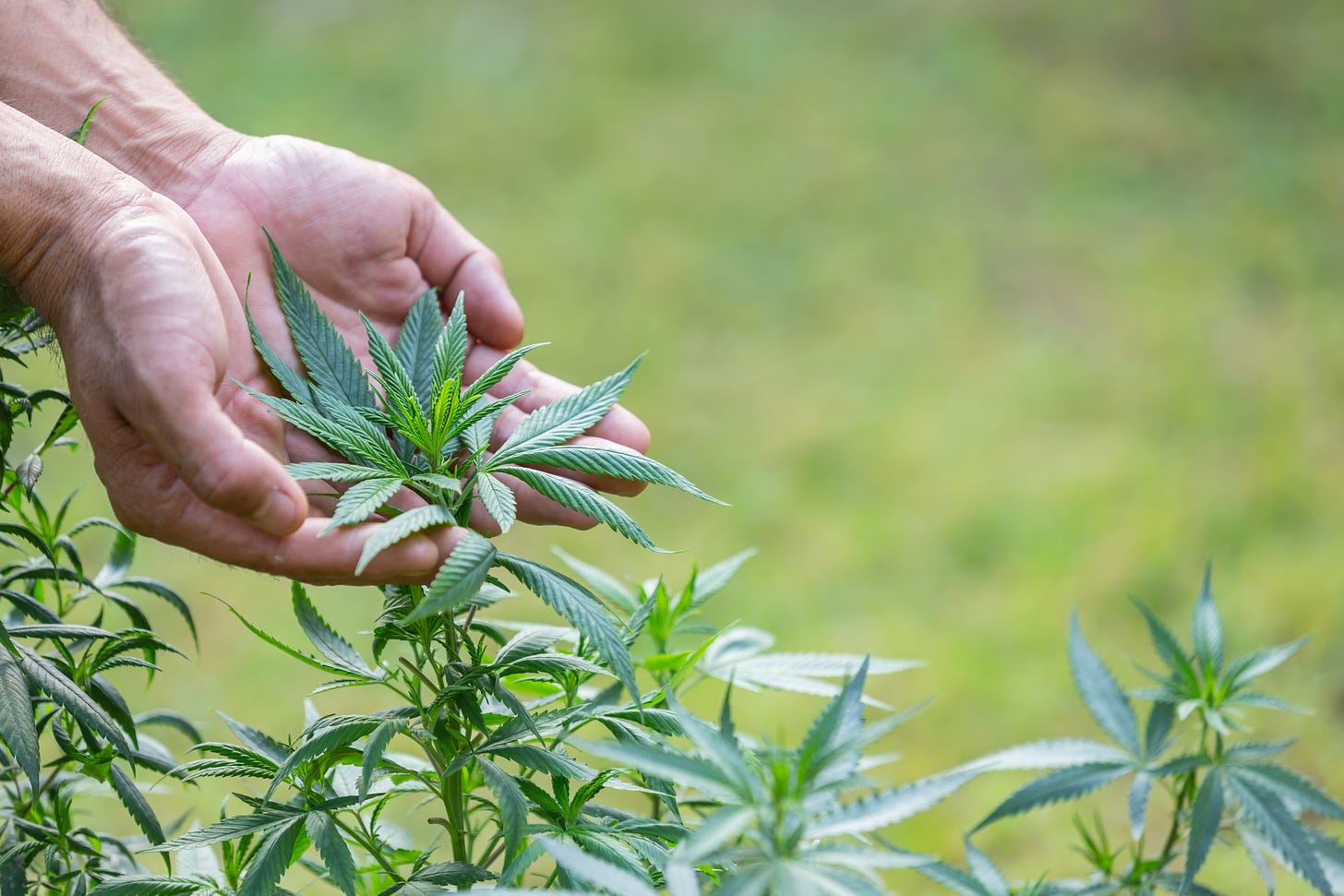 Cannabis e meio ambiente: uma relação de preconceito e ignorância