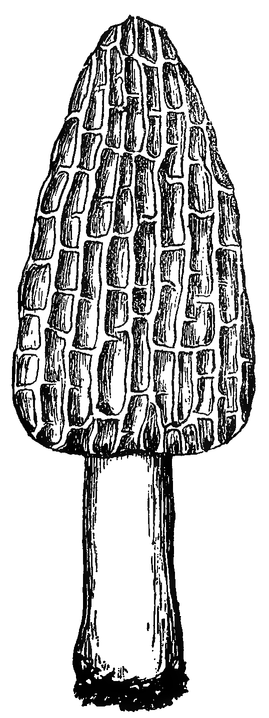 Transparent illustration of morchella conica (black morel)