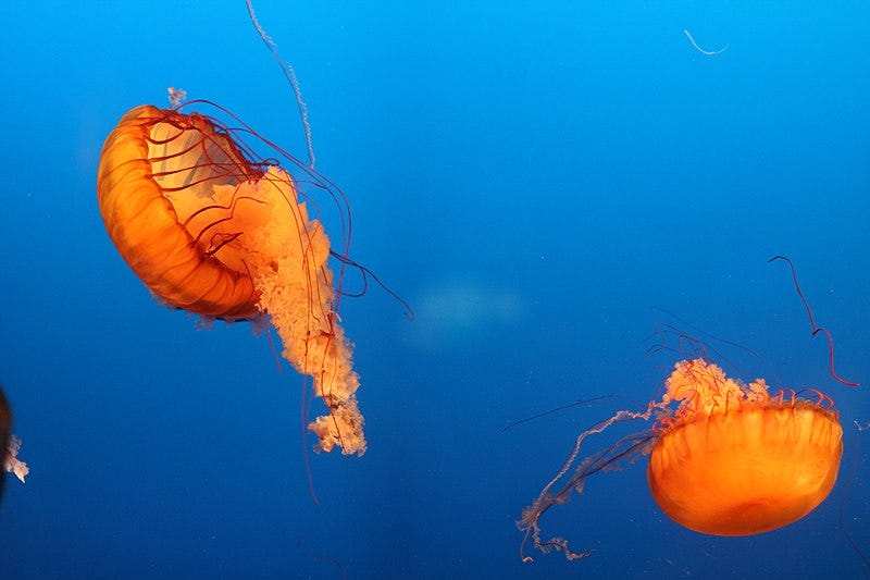 File:Jellyfish in a tank.jpg