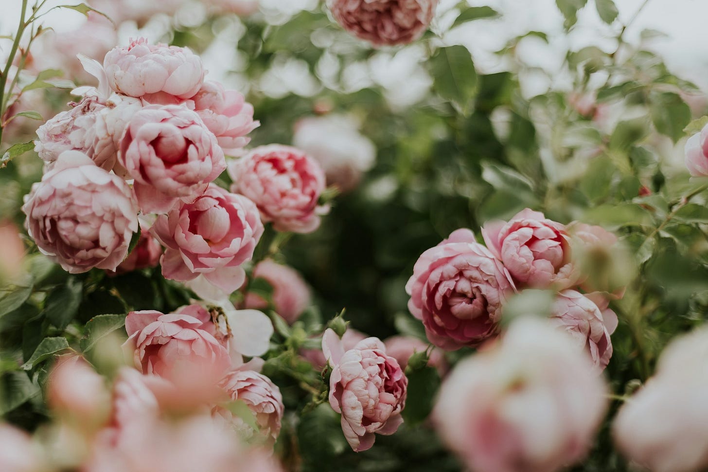 pink flowering green outdoor plant pink flowering green outdoor plant