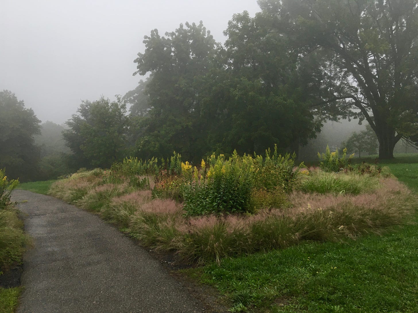 A patch of wildflowers surrounded by trees beside a paved path. The sky is gray and there is fog in the distance.
