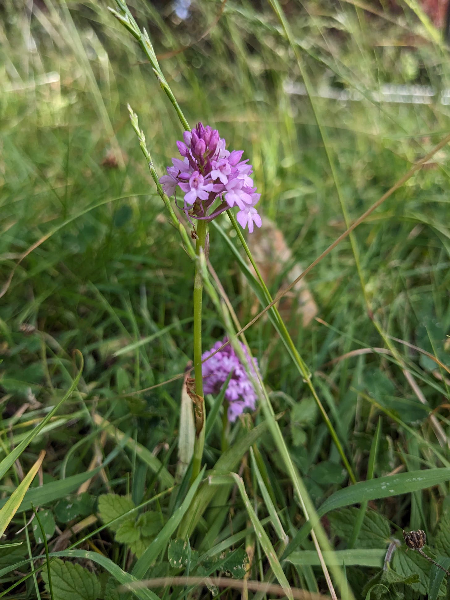 a pyramidal orchid and grasses. the orchid is pale magenta