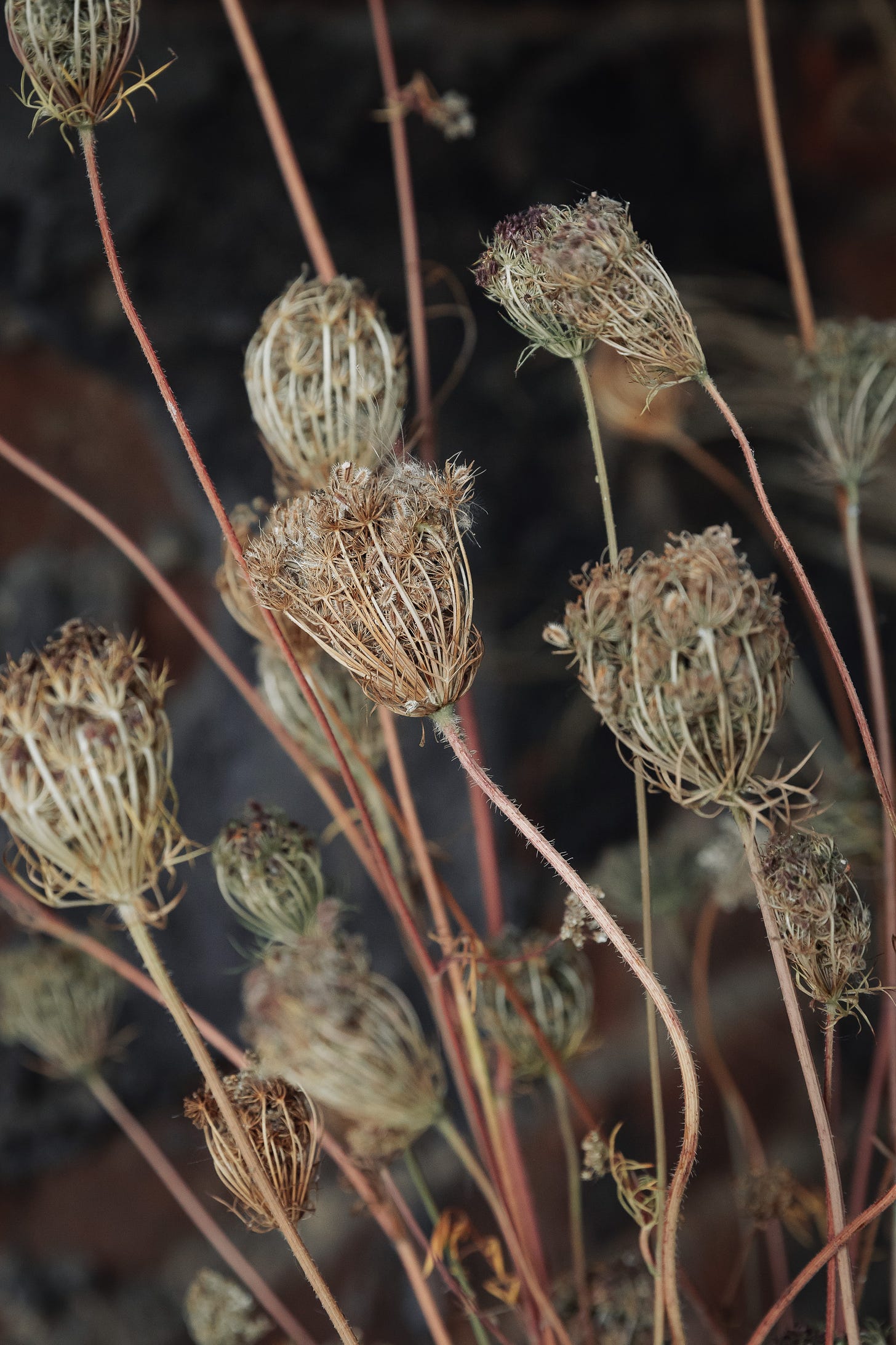 A close-up detail of seed heads.