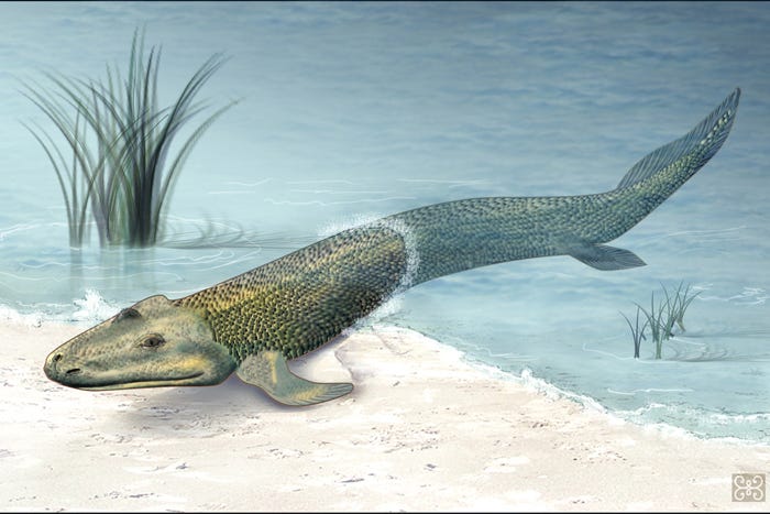 Devonian Period: Climate, Animals & Plants | Live Science