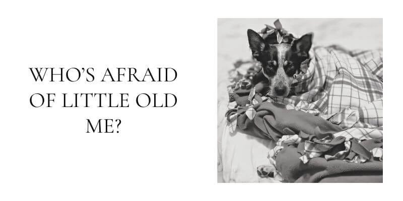 A black and white photo of Scout next to the text Who's Afraid of Little Old Me