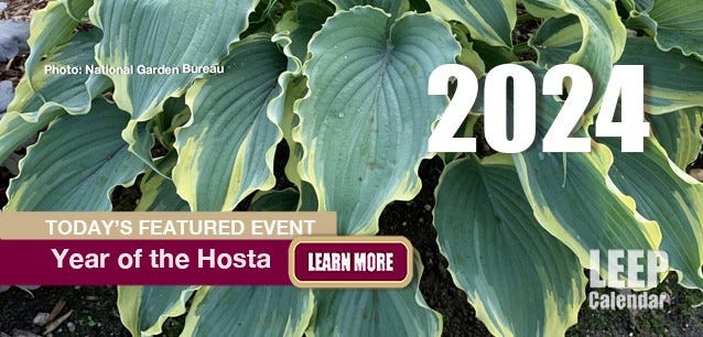 Hosta is the perfect plant for shady areas and indoors—photo National Garden Bureau.