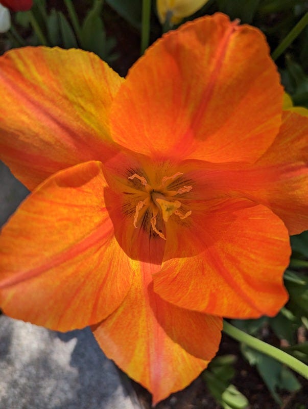Close up photo of an orange tulip flower, petals open wide