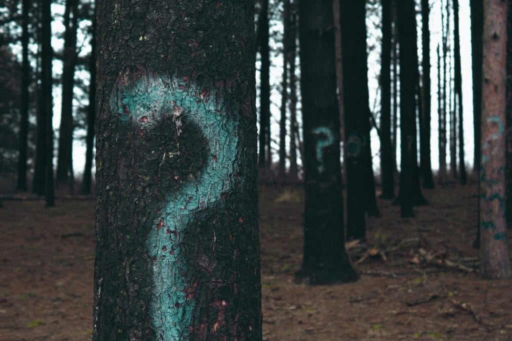 A forest with pine trees has blue question marks sprayed on all the trunks.