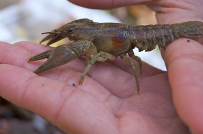 Hybrid crayfish