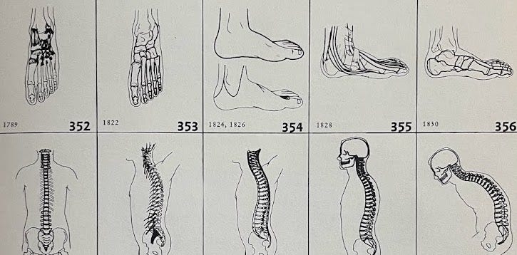 detail image of 10 medical drawings of foot and spine anatomy from a medical atlas