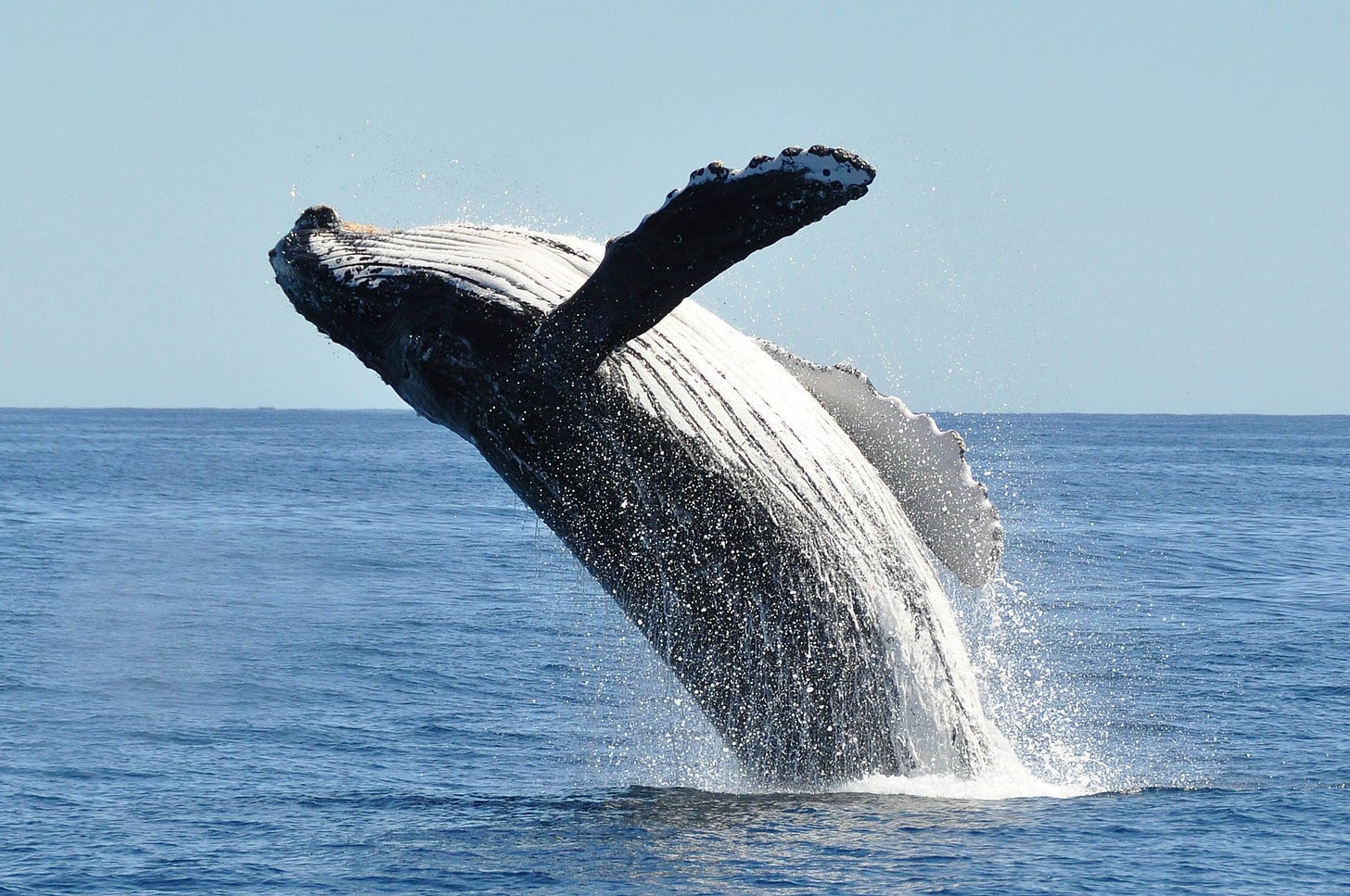 Best Places for Whale Watching - When to Go Whale Watching