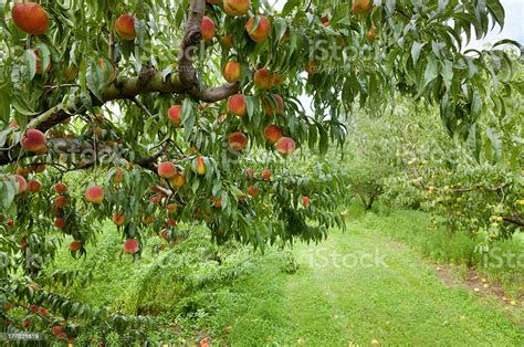 Peach Orchard Stock Photo - Download Image Now - Peach Tree, Peach ...