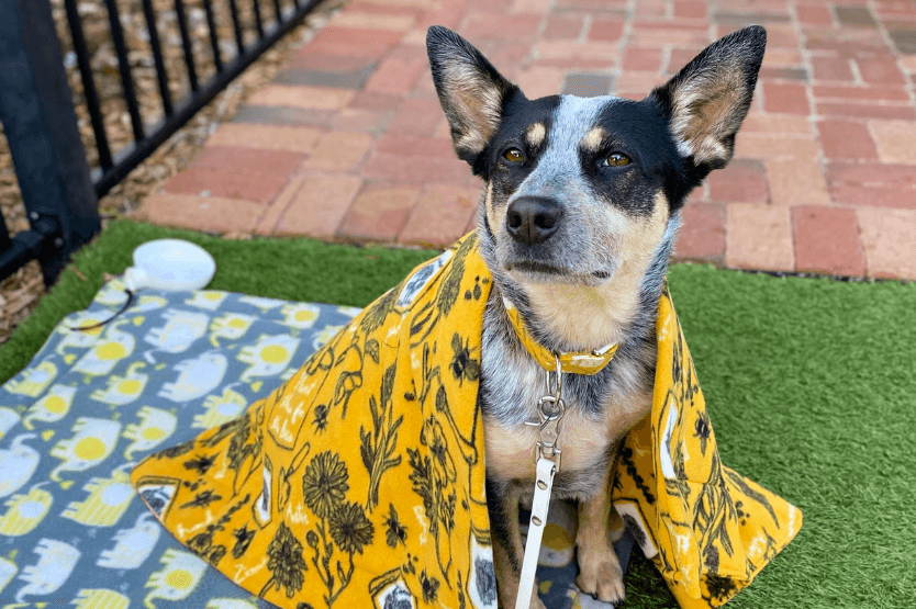 Scout the blue heeler sits on a gray and yellow elephant patterned mat, wearing a yellow floral mat around her shoulders