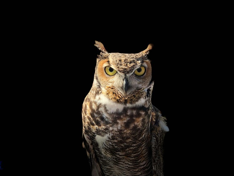 Photograph of an owl with a black background.