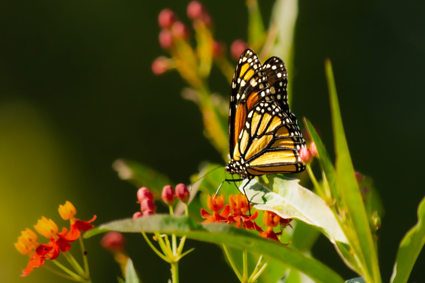 A monarch butterfly hovers above the leaves of a Butterfly Bush sipping nectar from the orange flowers
