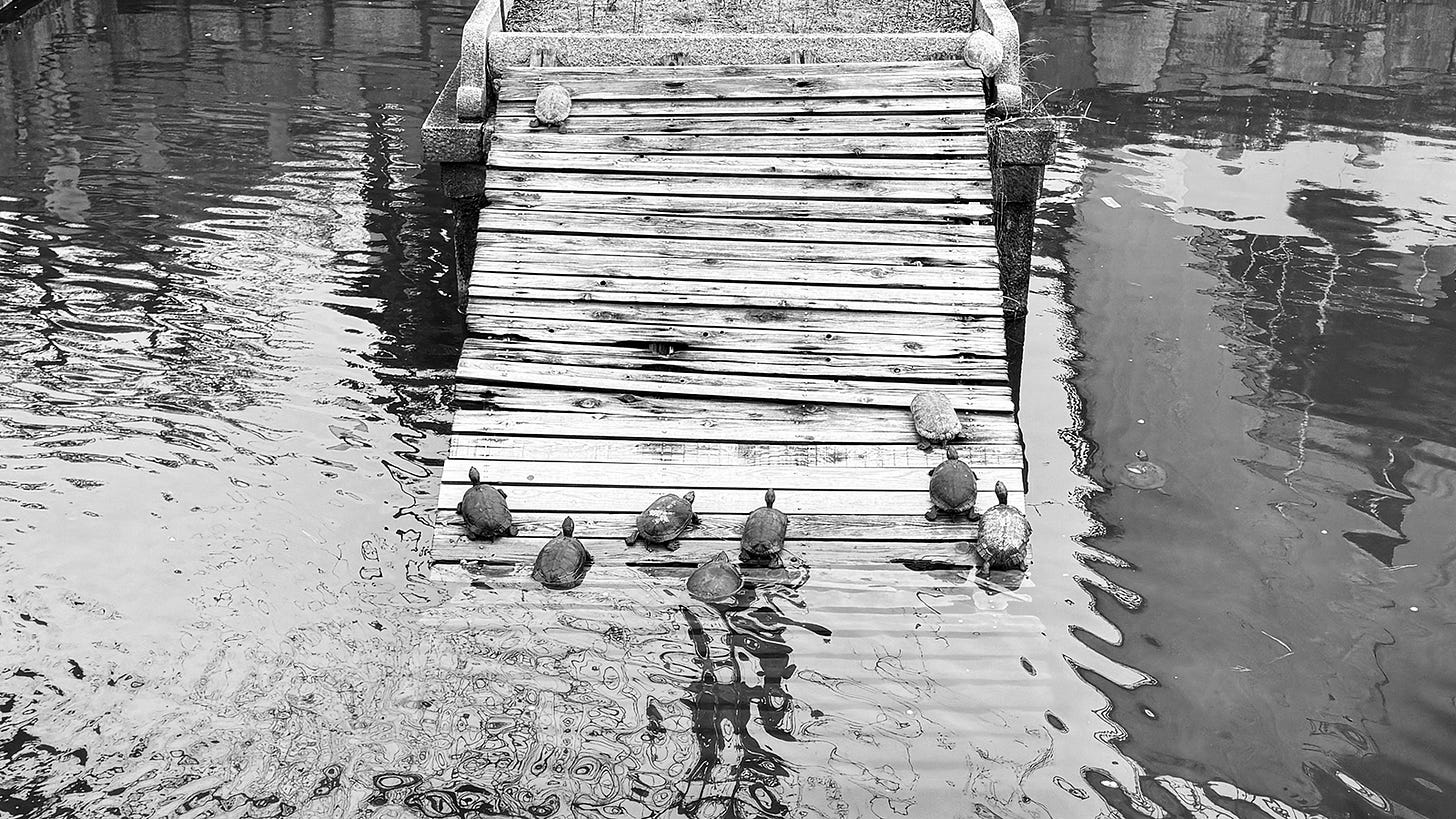 Ten turtles climb an inclined wooden dock out of the water.