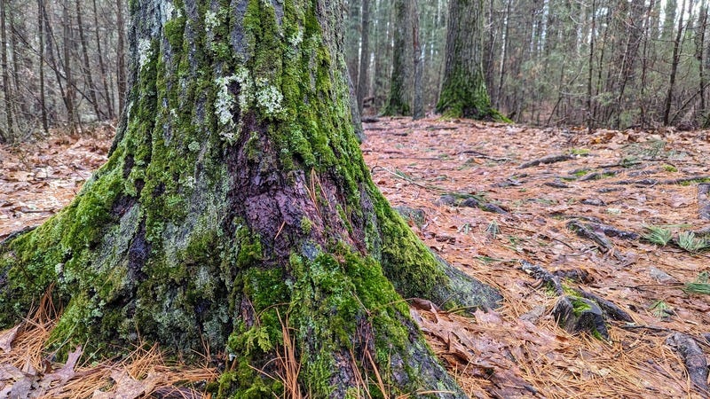 A tree trunk entirely covered in fluffy moss, surrounded by a carpet of pine needles in the woods