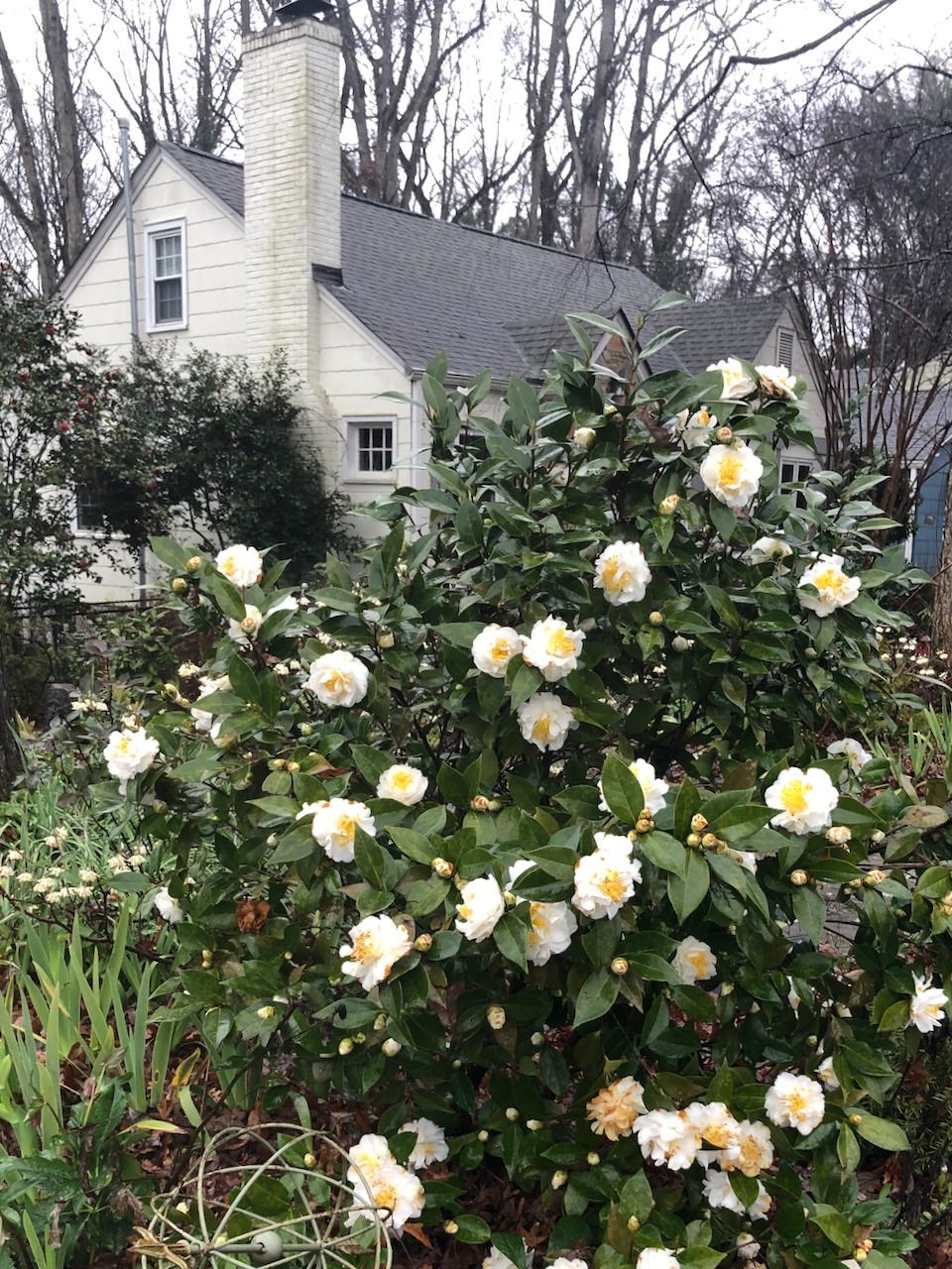 White camellias in front of a white house with oak trees with deciduous treets without leaves in the background