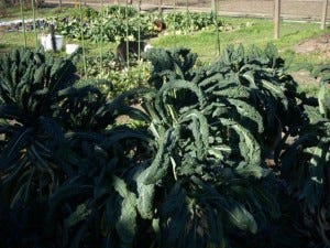 The Tuscan kale in Christine's garden is a perennial
