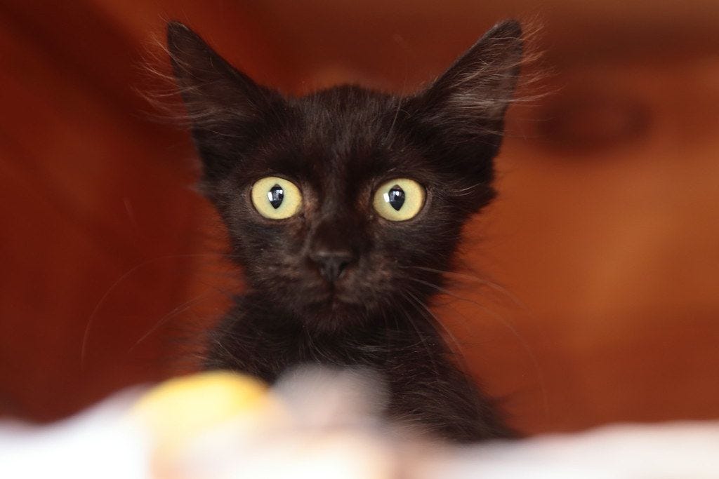 A tiny black kitten with green eyes and messy fur. 