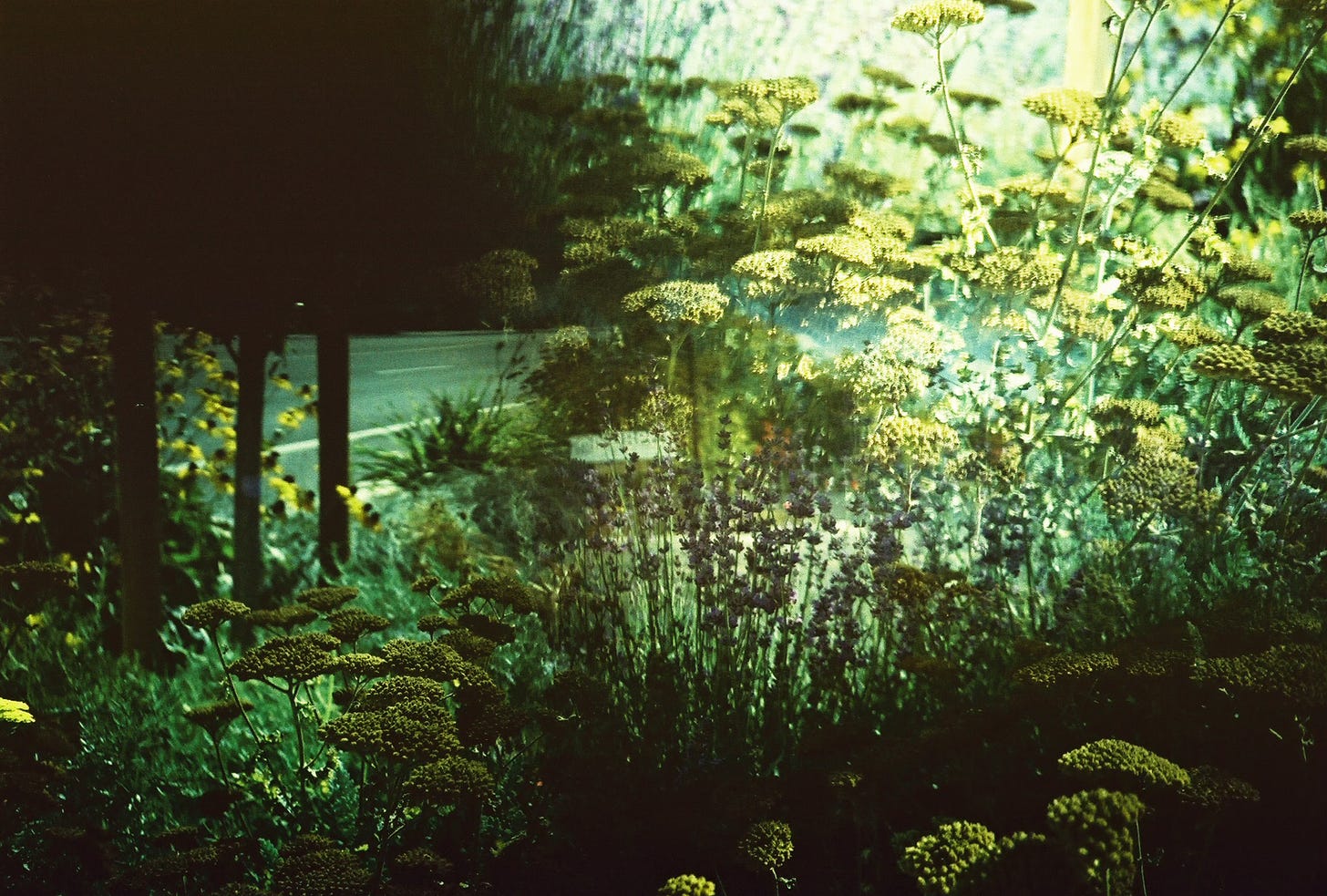 A double exposure of flowers and weeds.