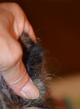 Trimming sheltie ear